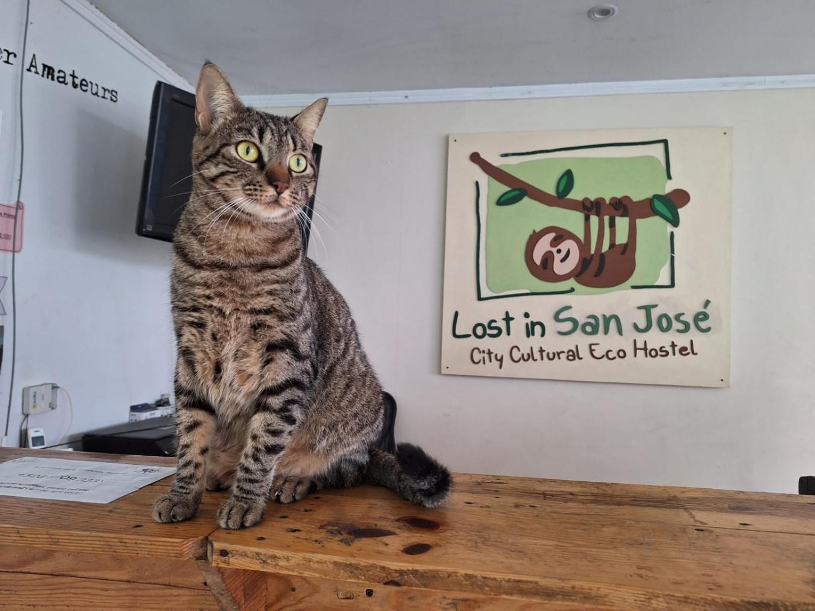 Lost In San Jose Hotel & Hostel Bagian luar foto
